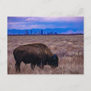Buffel i Denver, Colorado Vykort
