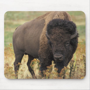 Buffel Musmatta