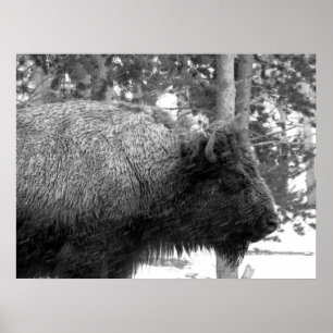 Buffel på den Yellowstone nationalparken Poster