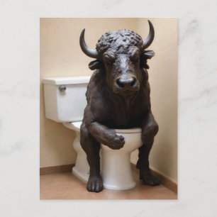 Buffel på toalett vykort