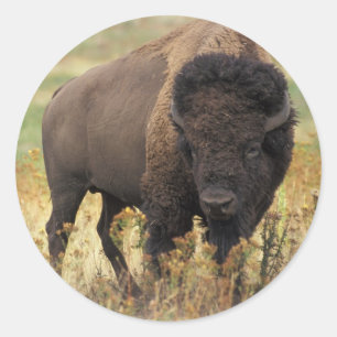 Buffel Runt Klistermärke