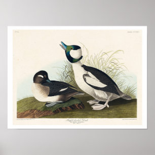 Buffeldriven Anka av Audubon Poster