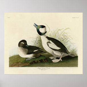 Buffellett Anka från Audubon's Birds of America Poster