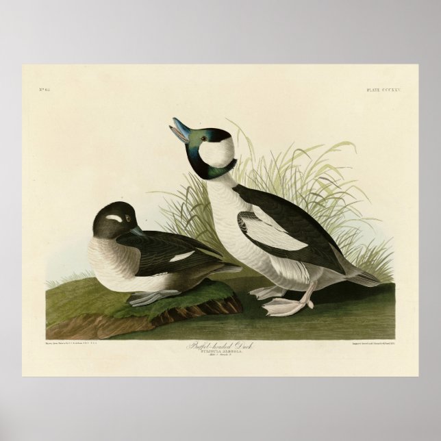 Buffellett Anka från Audubon's Birds of America Poster (Framsidan)