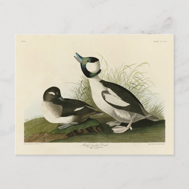 Buffellett Anka från Audubon's Birds of America Vykort (Framsida)