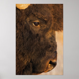 Buffelprofil Poster
