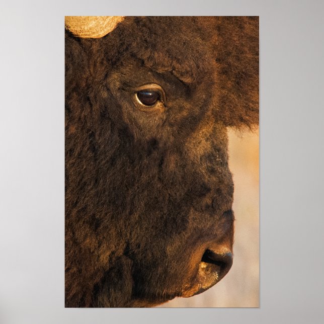 Buffelprofil Poster (Framsidan)