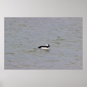Bufflehead Anka Photo Poster