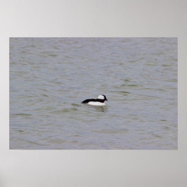 Bufflehead Anka Photo Poster (Framsidan)