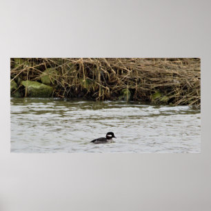 Bufflehead Anka Photo Poster