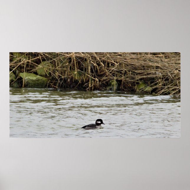 Bufflehead Anka Photo Poster (Framsidan)