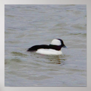 Bufflehead Anka Photo Poster