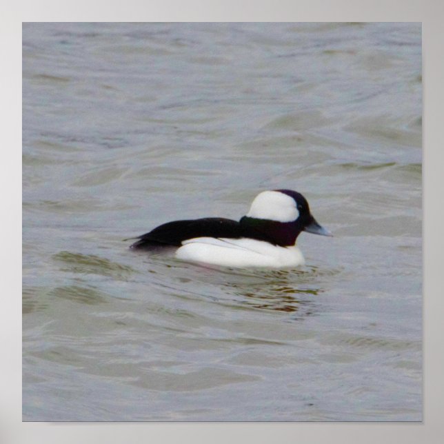 Bufflehead Anka Photo Poster (Framsidan)