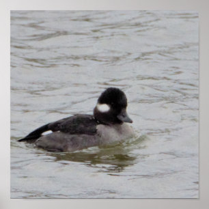 Bufflehead Anka Photo Poster