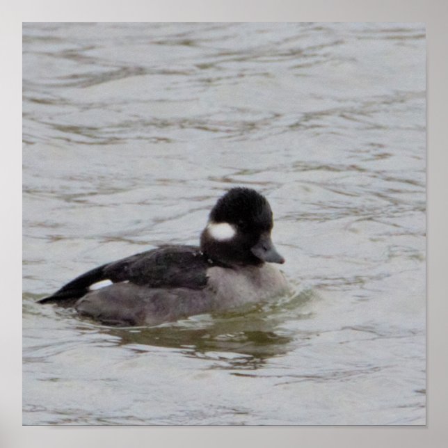 Bufflehead Anka Photo Poster (Framsidan)
