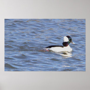 Bufflehead Anka Poster