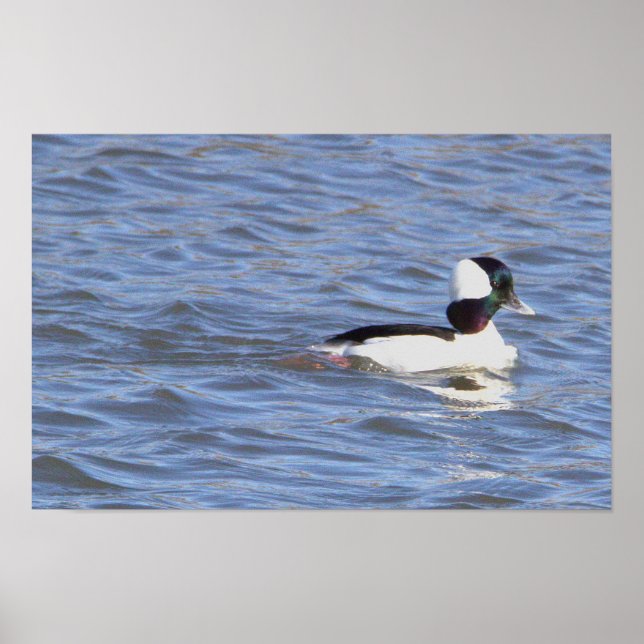 Bufflehead Anka Poster (Framsidan)