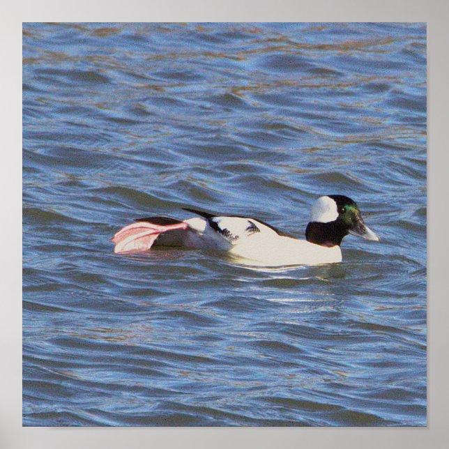 Bufflehead Anka Poster (Framsidan)