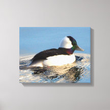 Bufflehead Anka Premium Wrapped Canvas (glapp)