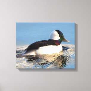 Bufflehead Anka Premium Wrapped Canvas (glapp)