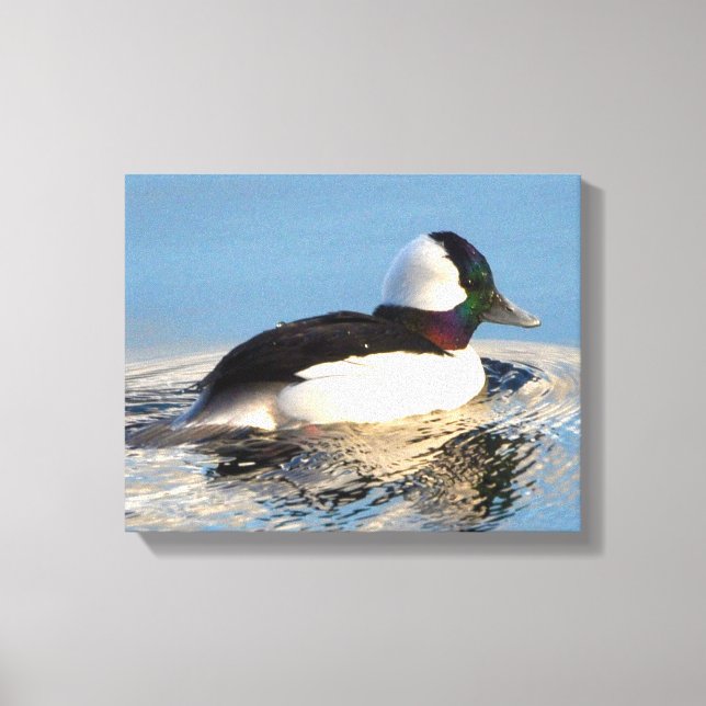 Bufflehead Anka Premium Wrapped Canvas (glapp) (Framsida)