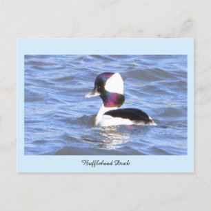 Bufflehead Anka vykort