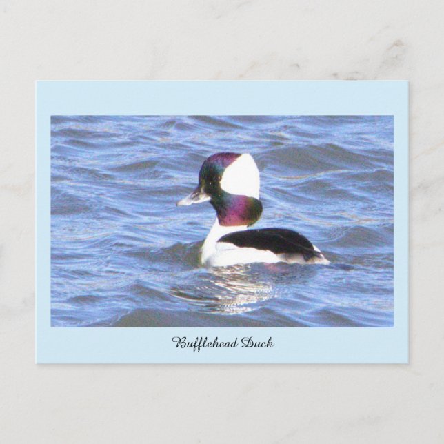 Bufflehead Anka vykort (Framsida)