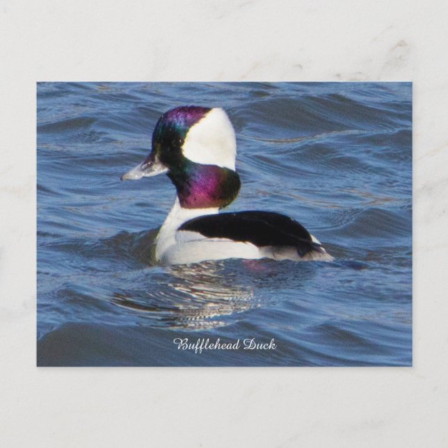 Bufflehead Anka vykort (Framsida)