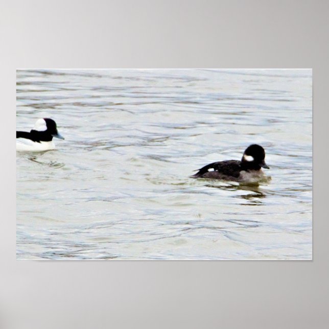 Bufflehead Ankor Fotoaffisch Poster (Framsidan)