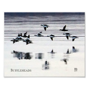 Bufflehead ankor på Higgins Sjö Fototryck