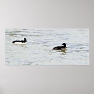 Bufflehead Ankor Photo Poster