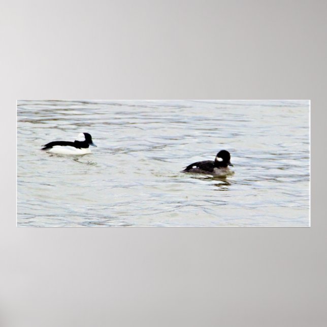 Bufflehead Ankor Photo Poster (Framsidan)