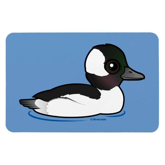 Bufflehead Magnet (Horisontell)