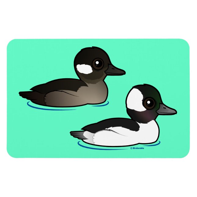 Bufflehead Pair Magnet (Horisontell)