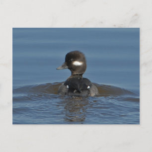 Bufflehead-vykort Vykort
