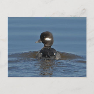 Bufflehead-vykort Vykort
