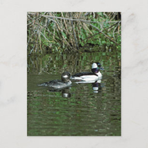 Buffleheads - Dipper Ankor Vykort