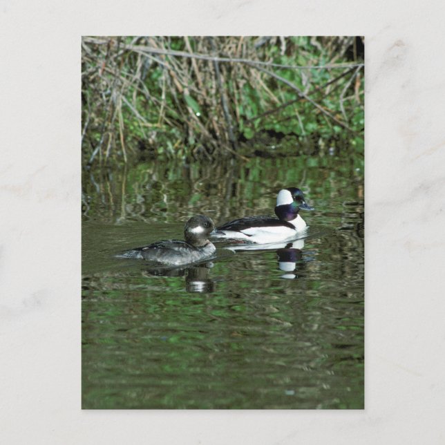 Buffleheads - Dipper Ankor Vykort (Framsida)