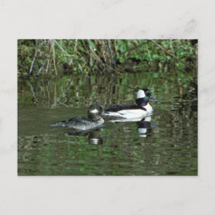 Buffleheads - Dipper Ankor Vykort