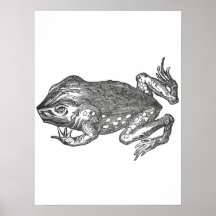 Bufo Rana aka Rörstrand-paddan