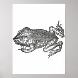 Bufo Rana aka Rörstrand-paddan Poster
