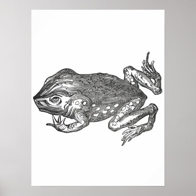 Bufo Rana aka Rörstrand-paddan Poster (Framsidan)