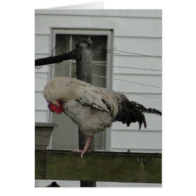 Bugad tupp/bön hälsningskort (Framsidan)