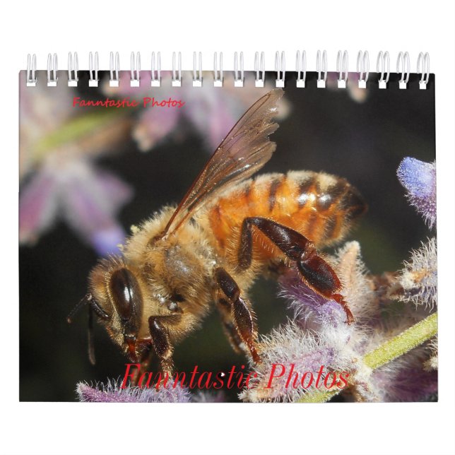 Buggar och blommor Kalender (Omslag)