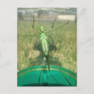 Buggy 1 - Educedbrainfart Vykort
