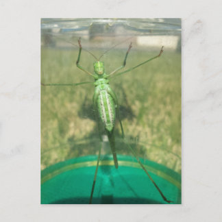 Buggy 1 - Educedbrainfart Vykort