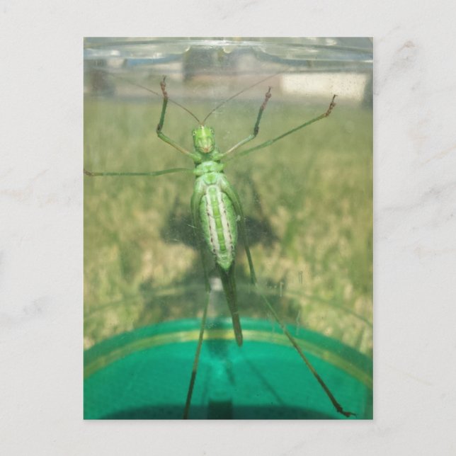 Buggy 1 - Educedbrainfart Vykort (Framsida)