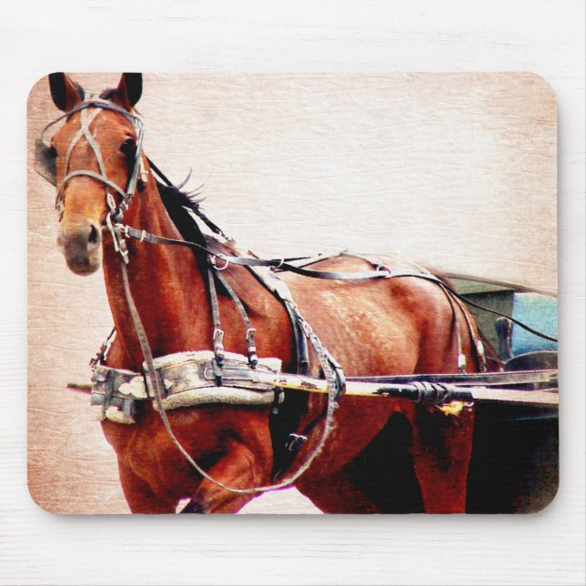 Buggy Horse Musmatta (Framsidan)
