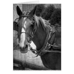 Buggy Horse vid Hitching Post Hälsningskort