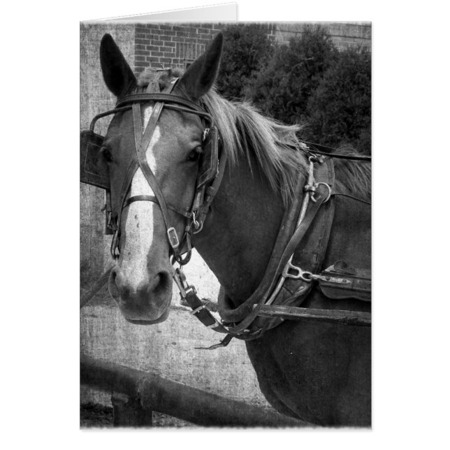 Buggy Horse vid Hitching Post Hälsningskort (Framsidan)